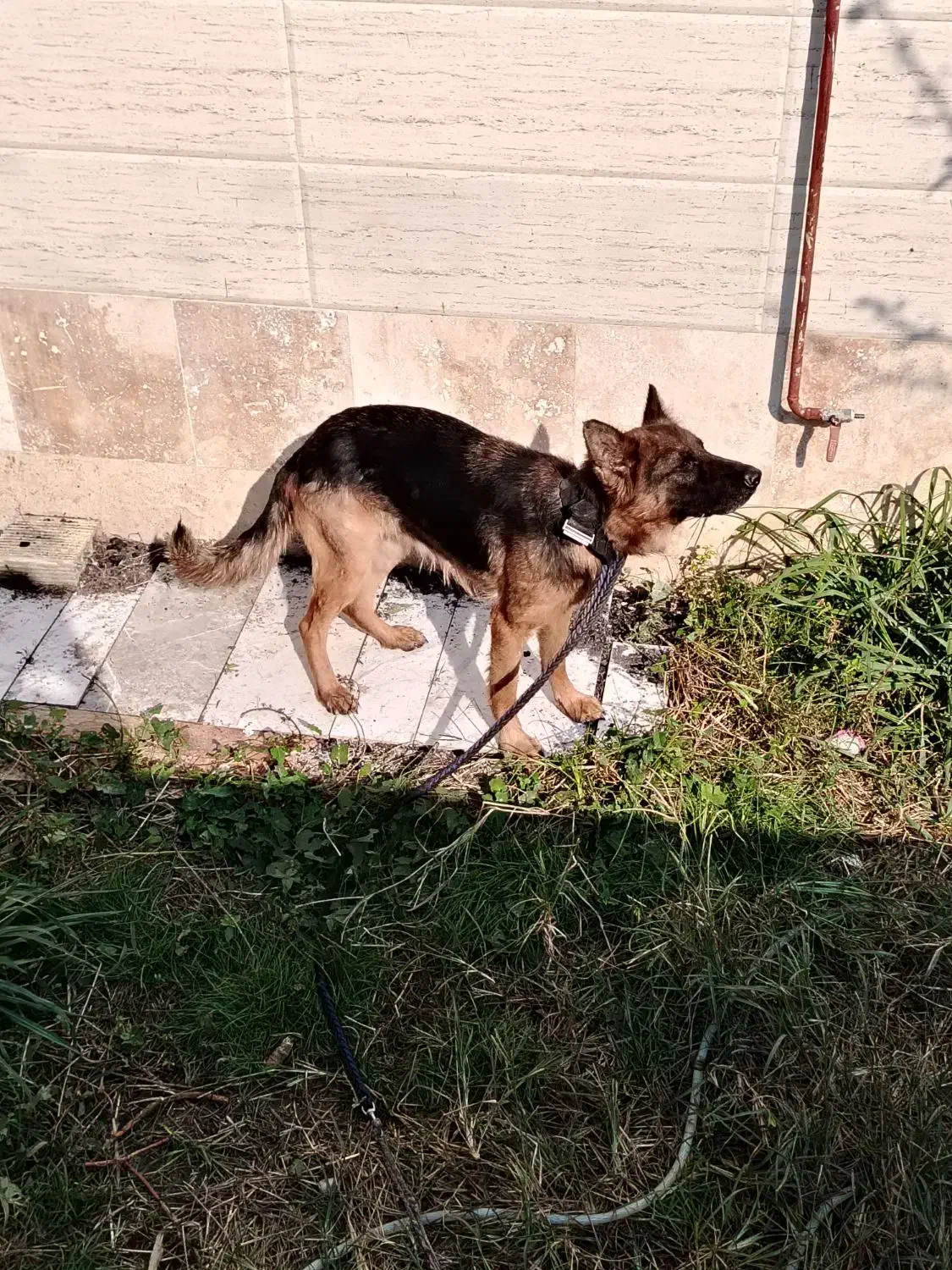 سگ ژرمن شولاین اصلی ماده|سگ|رشت, حومه رشت|دیوار
