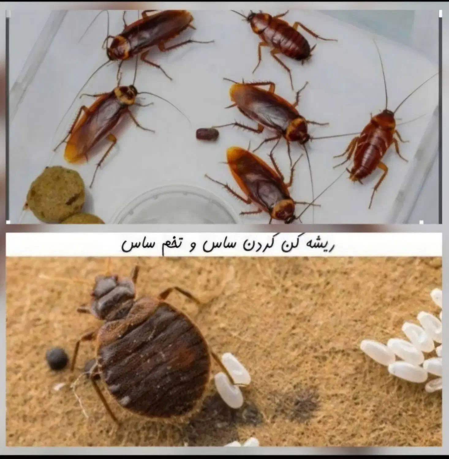 سمپاشی سوسک ساس دریک مرحله سم پاشی|خدمات نظافت|تهران, امام حسین|دیوار