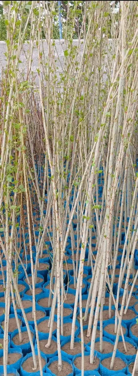 نهال پیوندی و بذری|خدمات باغبانی و درختکاری|عباس‌آباد, |دیوار