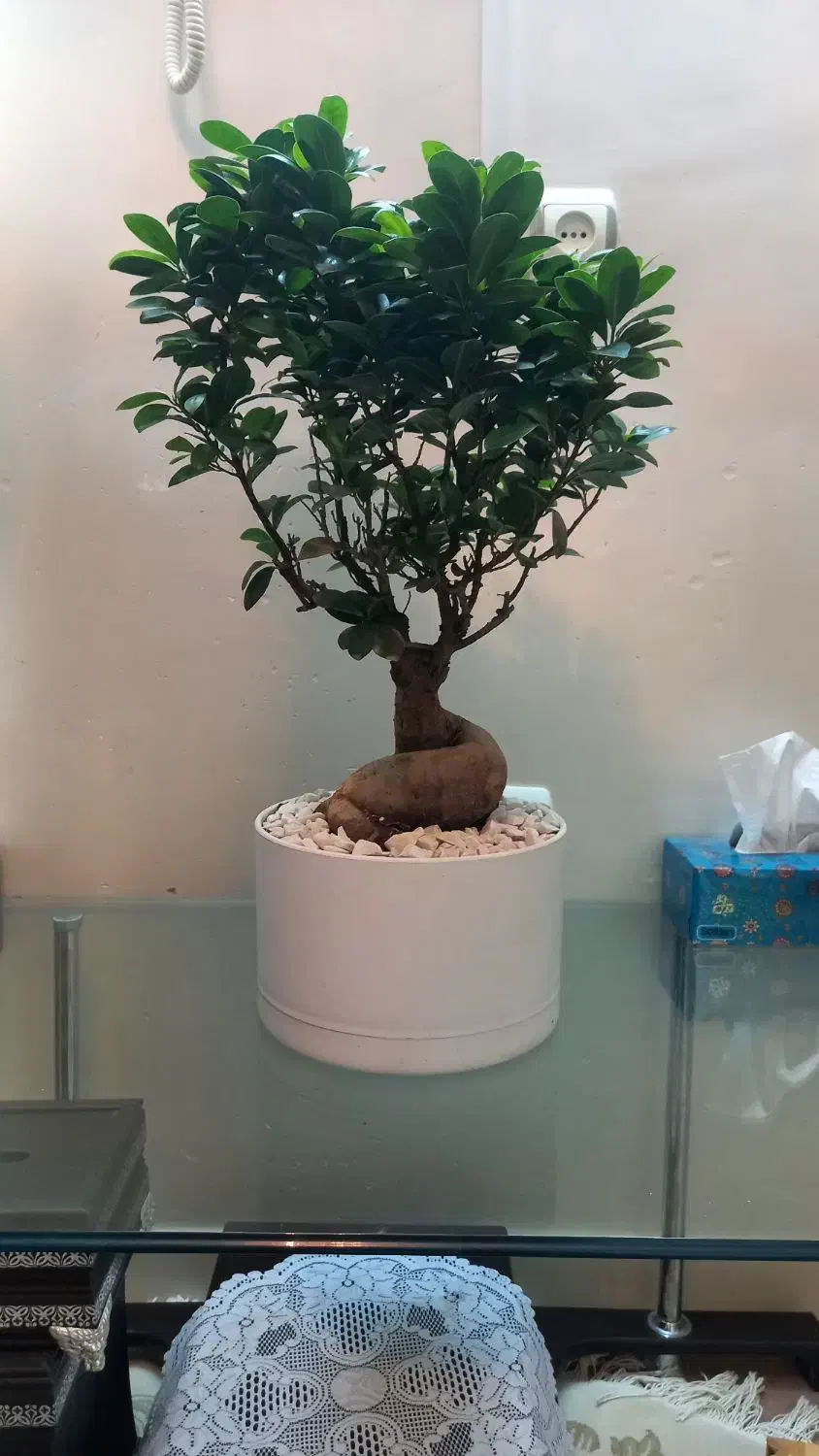 درختچه بنسای|گل و گیاه طبیعی|تهران, قنات‌کوثر|دیوار