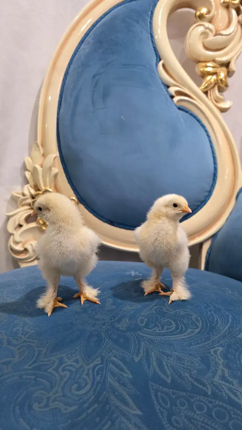 جوجه برهما لایت اصل ( امپراتور غول پیکر)|حیوانات مزرعه|کاشان, مدرس|دیوار