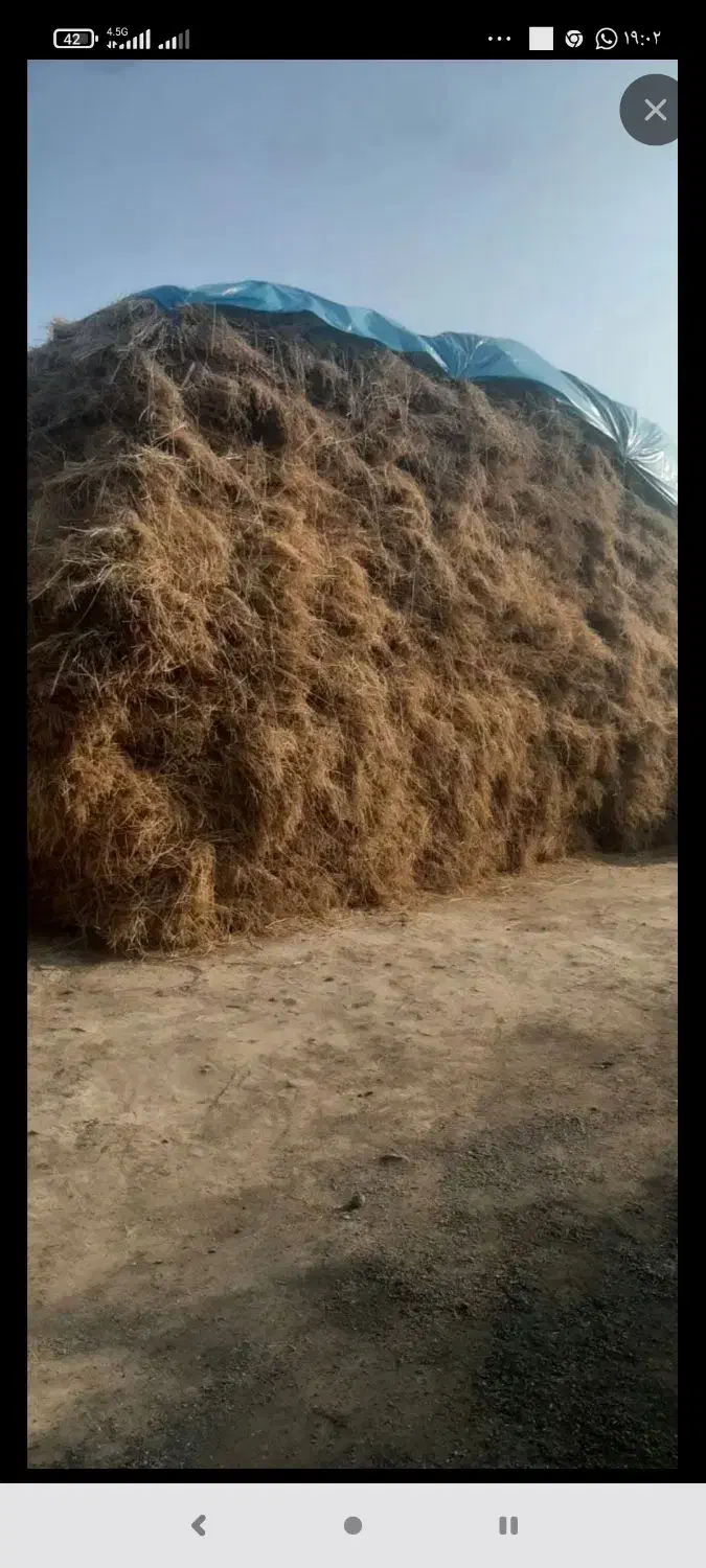 یونجه عالی|عمدهفروشی|یامچی, |دیوار