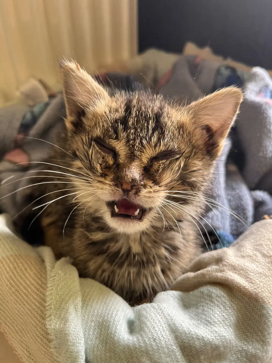 واگذاری بچه گربه|گربه|کرج, فاز ۳ گوهردشت|دیوار