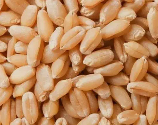 بذر گندم آذر 2|عمده‌فروشی|خلخال, |دیوار