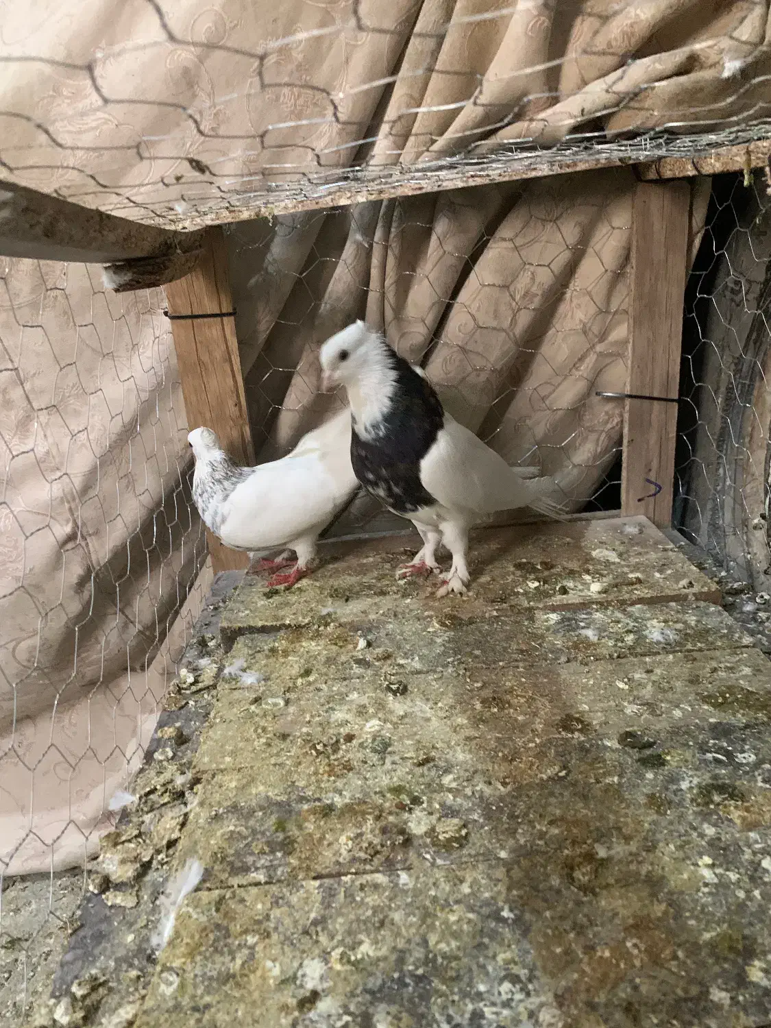 ی چخ طوقی|پرنده|شیروان (خراسان), |دیوار