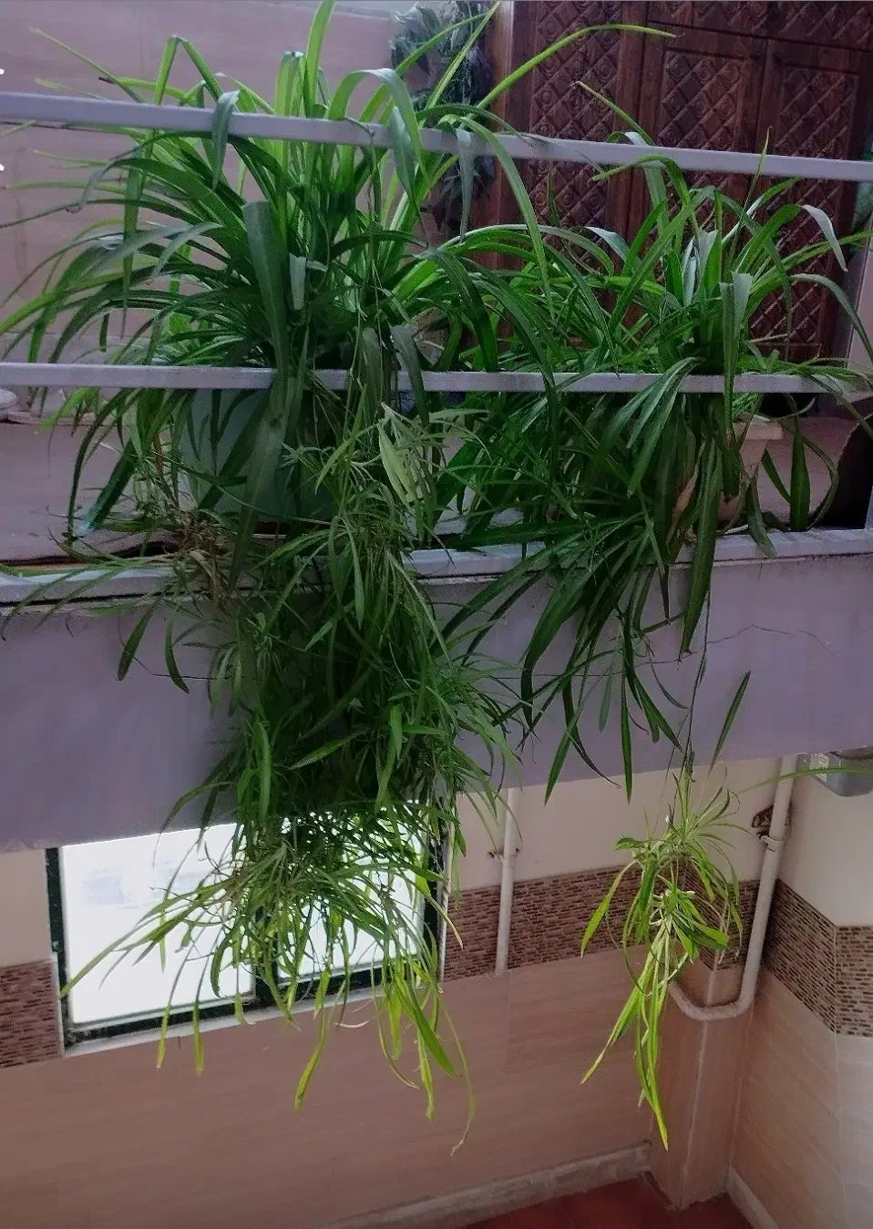 گل و گیاه|گل و گیاه طبیعی|ابهر, |دیوار