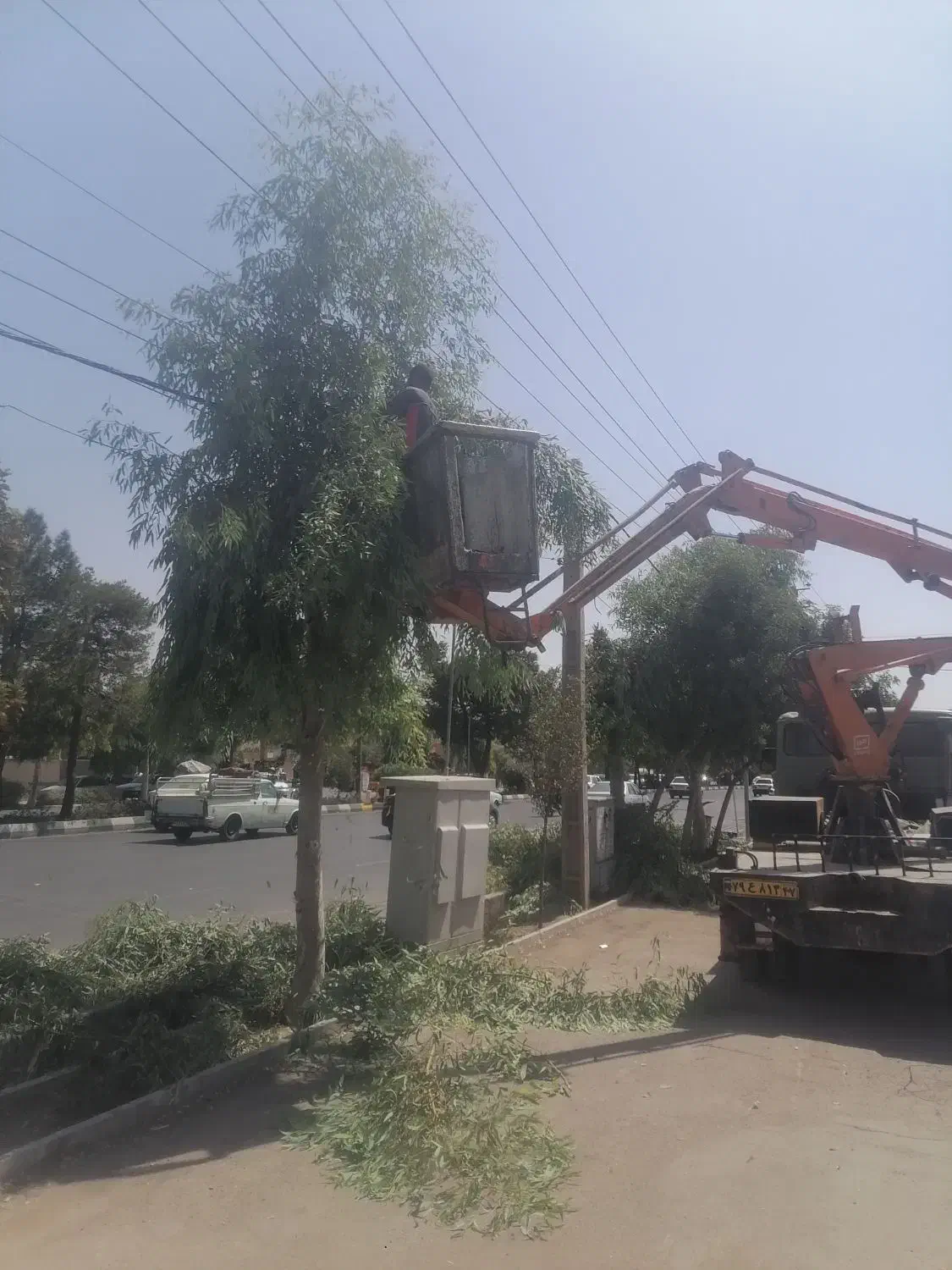 خریدوفروش انواع درختان خشک وتر وهرس درختان|خدمات باغبانی و درختکاری|قم, کلهری|دیوار