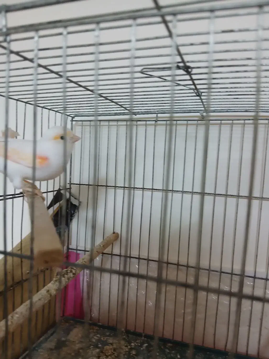 قناری موزایکی|پرنده|رشت, حمیدیان|دیوار