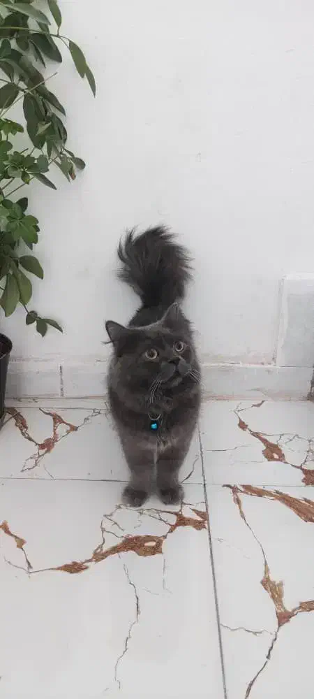 واگذاری گربه بریتیش|گربه|کازرون, |دیوار