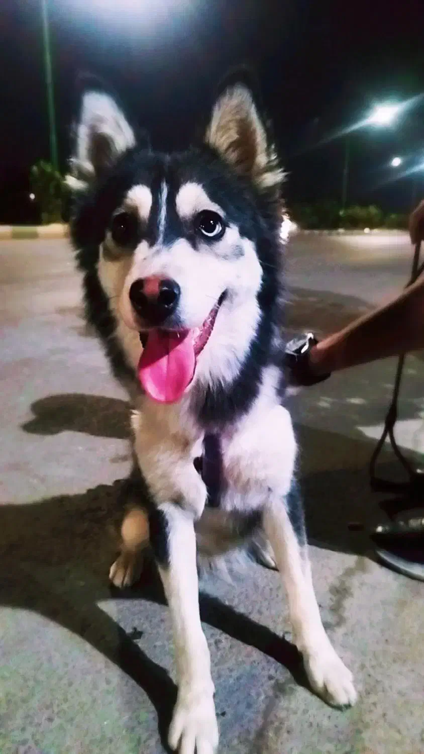 هاسکی|سگ|مبارکه, |دیوار