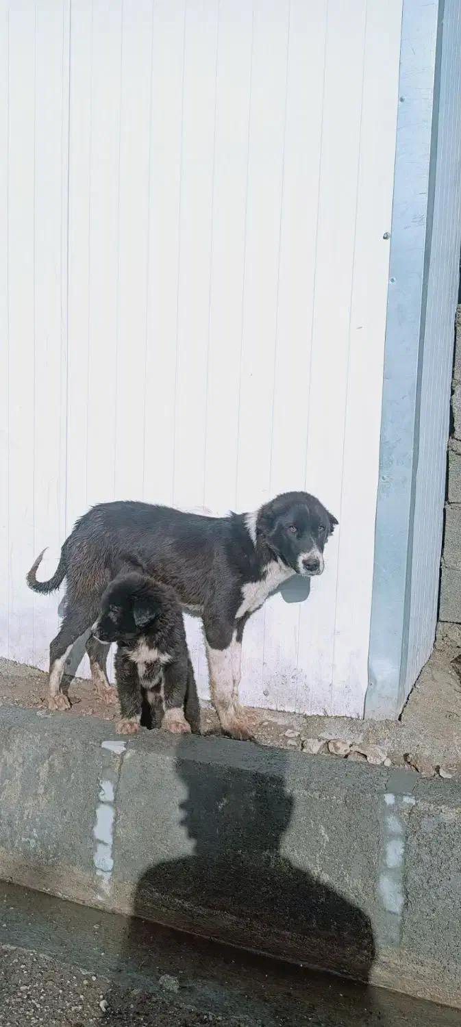 سگ قدرجانی|سگ|سرپل ذهاب, |دیوار