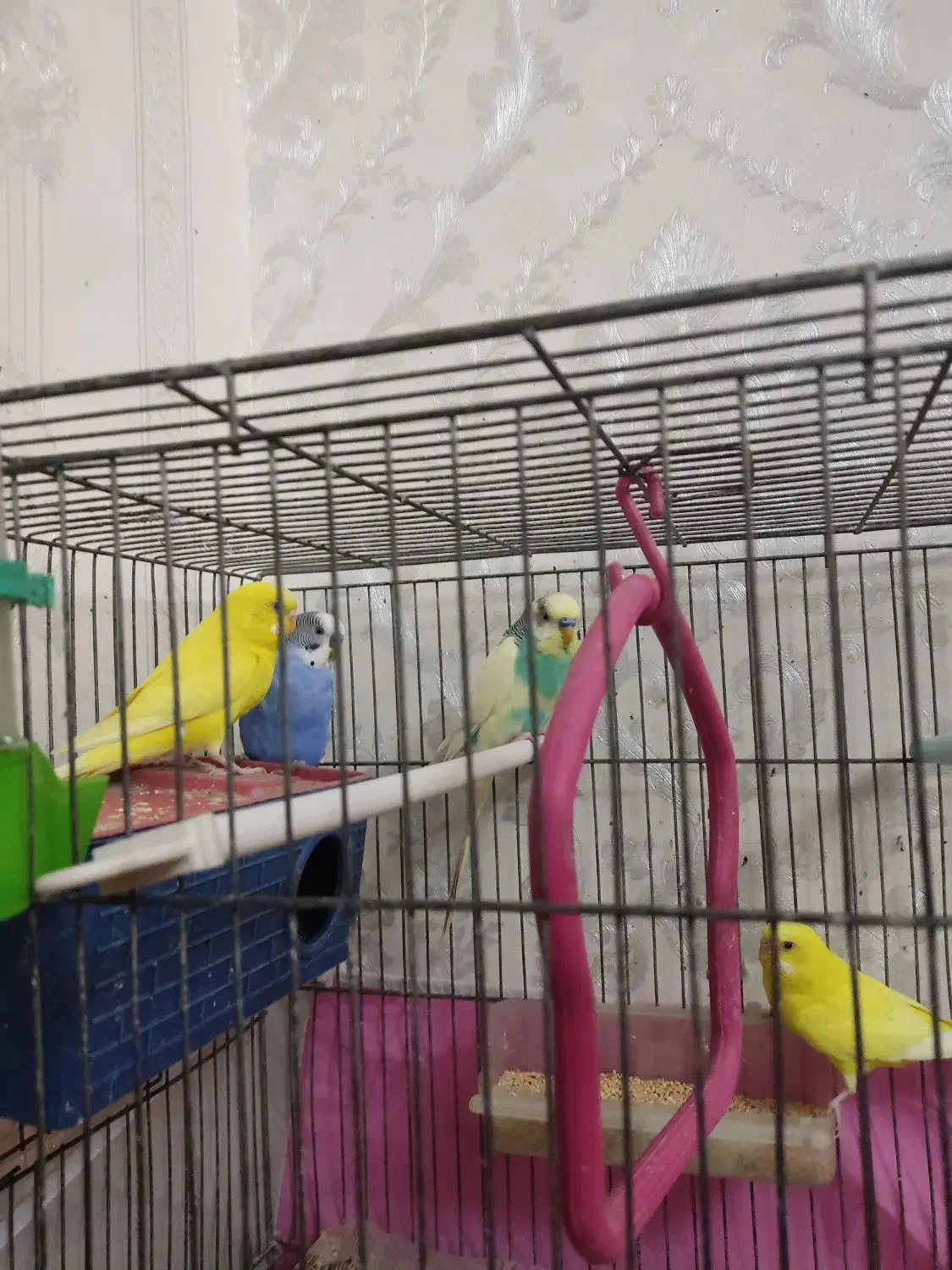 مرغ عشق|پرنده|اهر, |دیوار