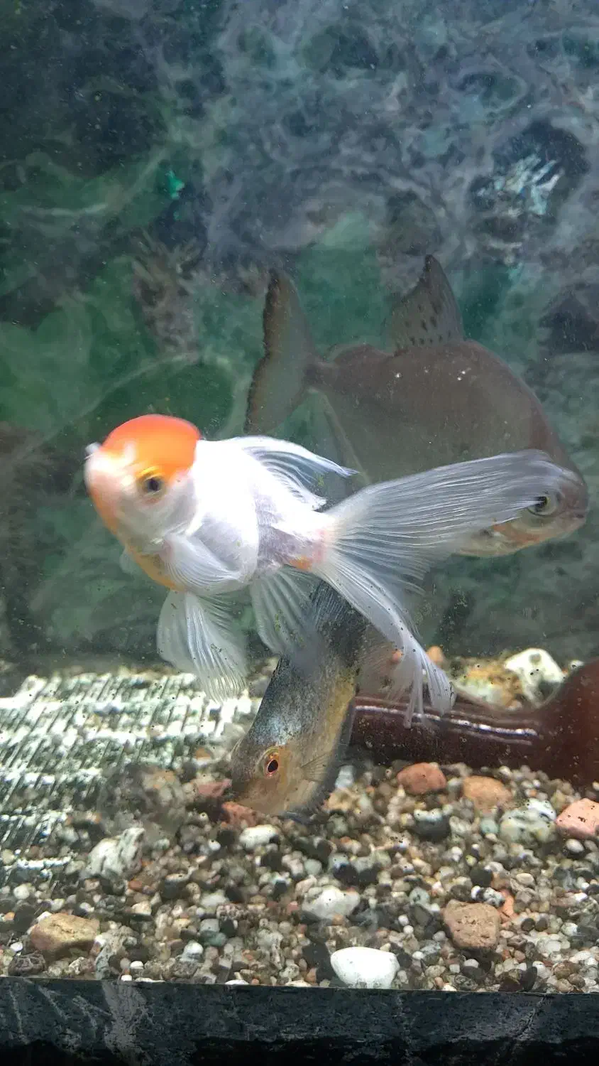 ماهی وآکواریوم|ماهی|تبریز, |دیوار