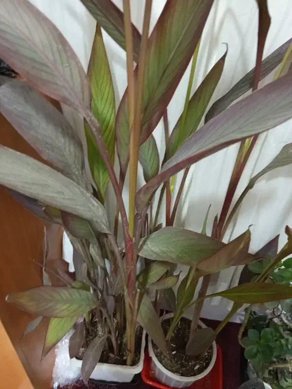 گل طبیعی|گل و گیاه طبیعی|کوهدشت, |دیوار