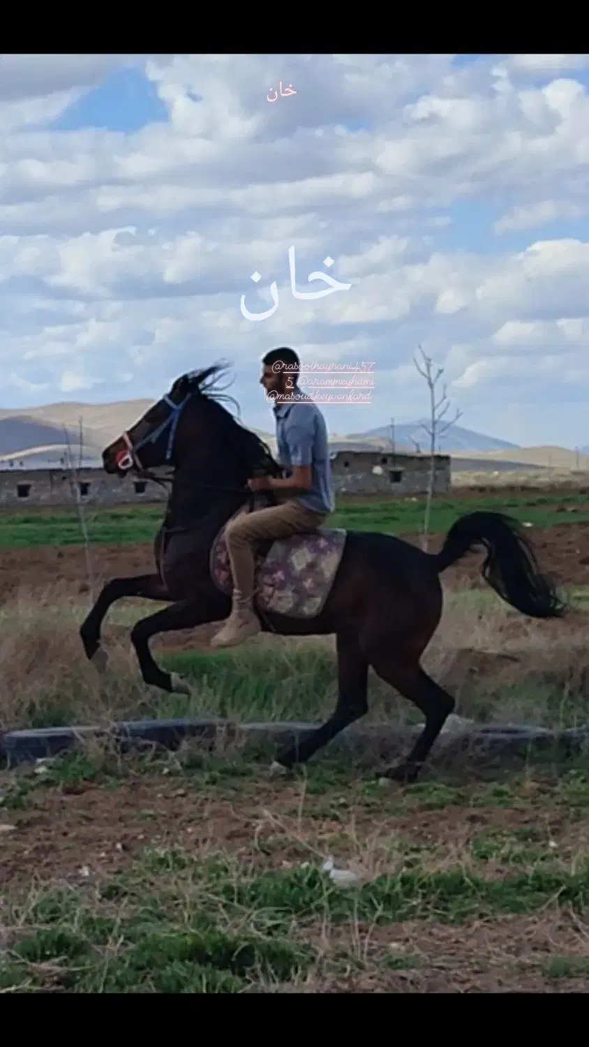 سیلمی کورد|اسب و تجهیزات اسبسواری|کرمانشاه, |دیوار