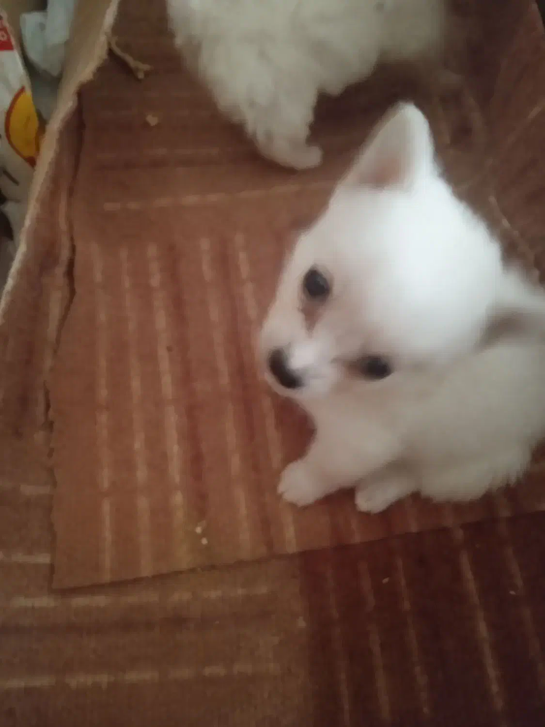 پامرین سایزصفر|سگ|قم, شهدا|دیوار