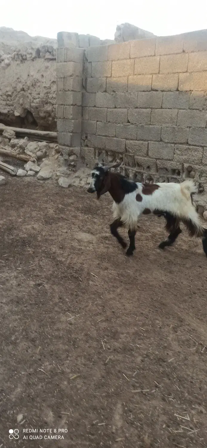 کهره بره|حیوانات مزرعه|اهرم, |دیوار