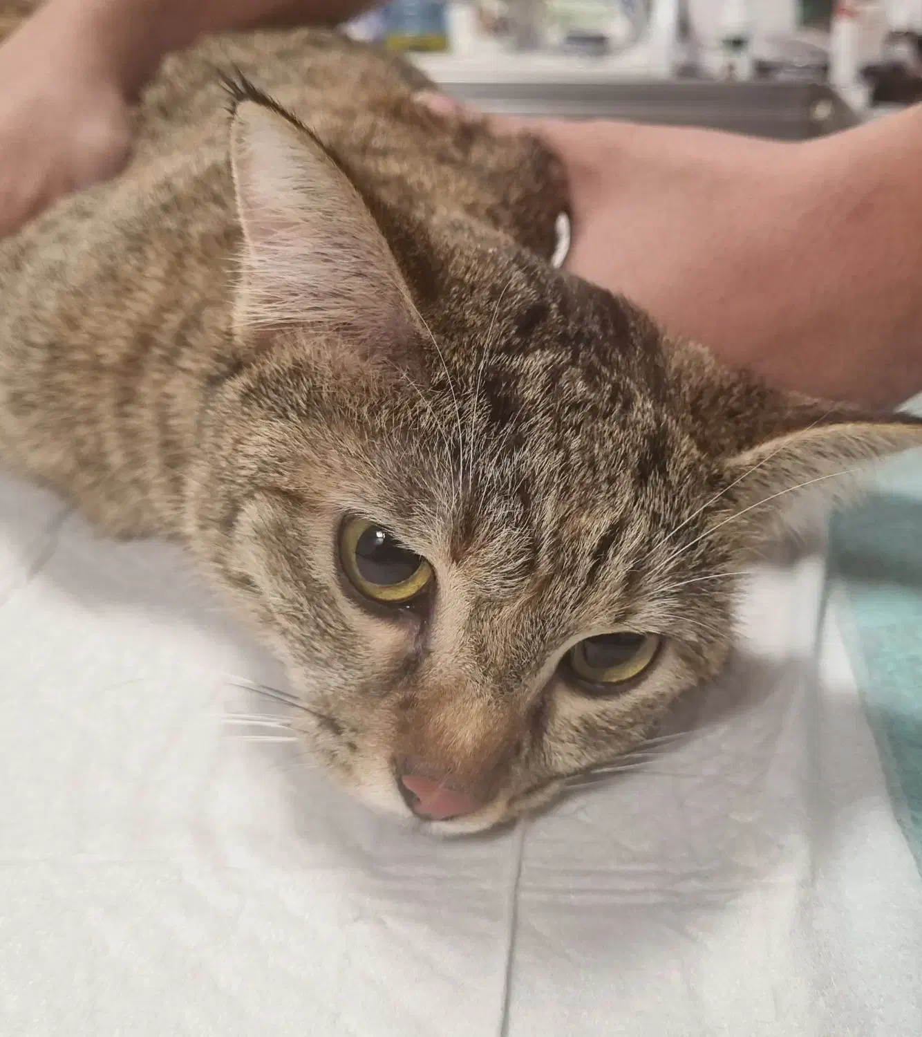 عقیم سازی سگ و گربه - دامپزشکی|خدمات پیشه و مهارت|شهرکرد, |دیوار