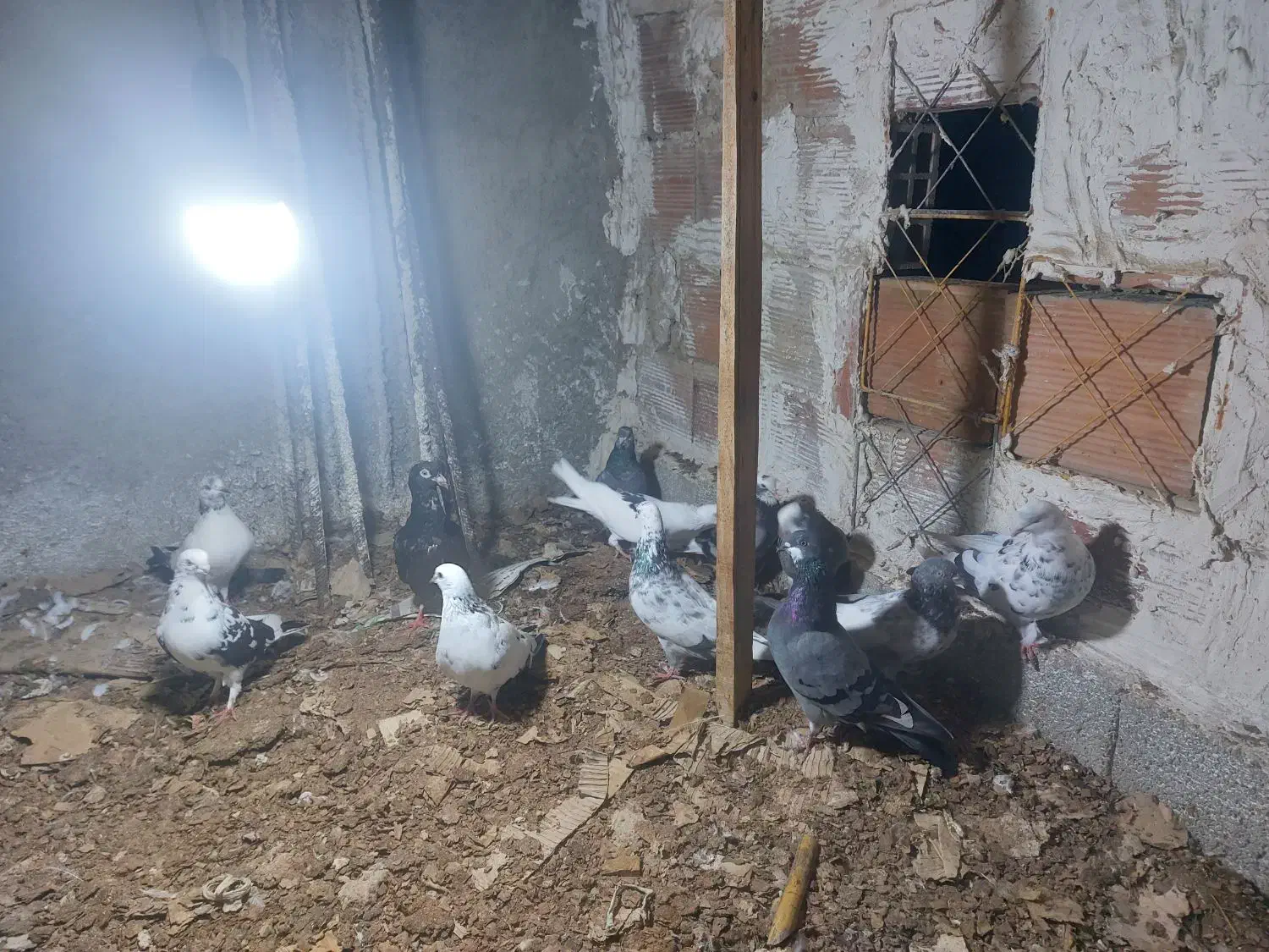 کبوتر هوایی|پرنده|ساری, |دیوار