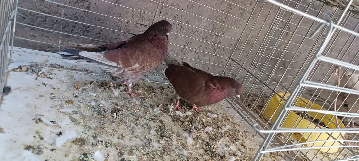 کفتر پرشی|پرنده|اردکان, |دیوار