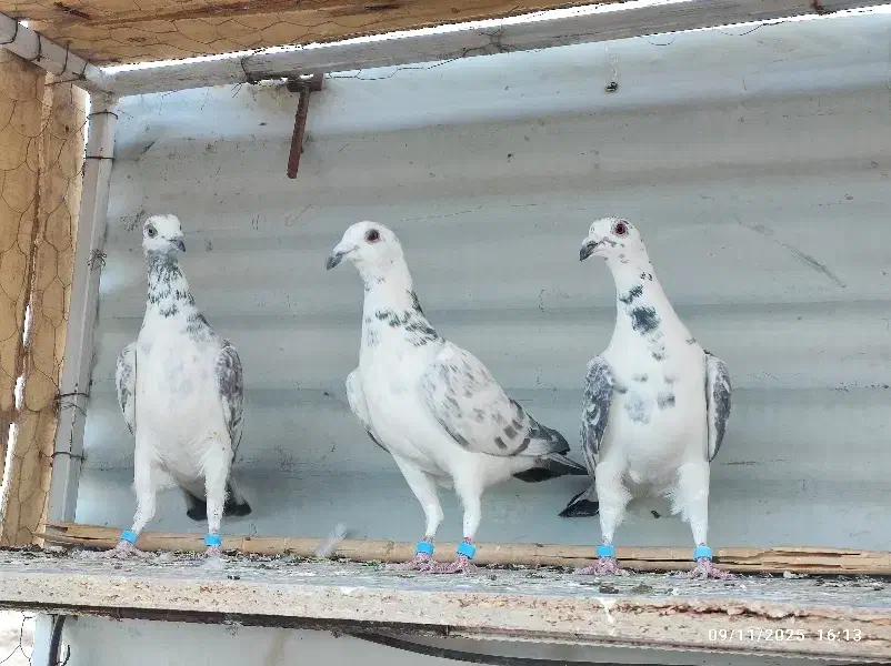 کبوتر ضمانتی|پرنده|سربیشه, |دیوار