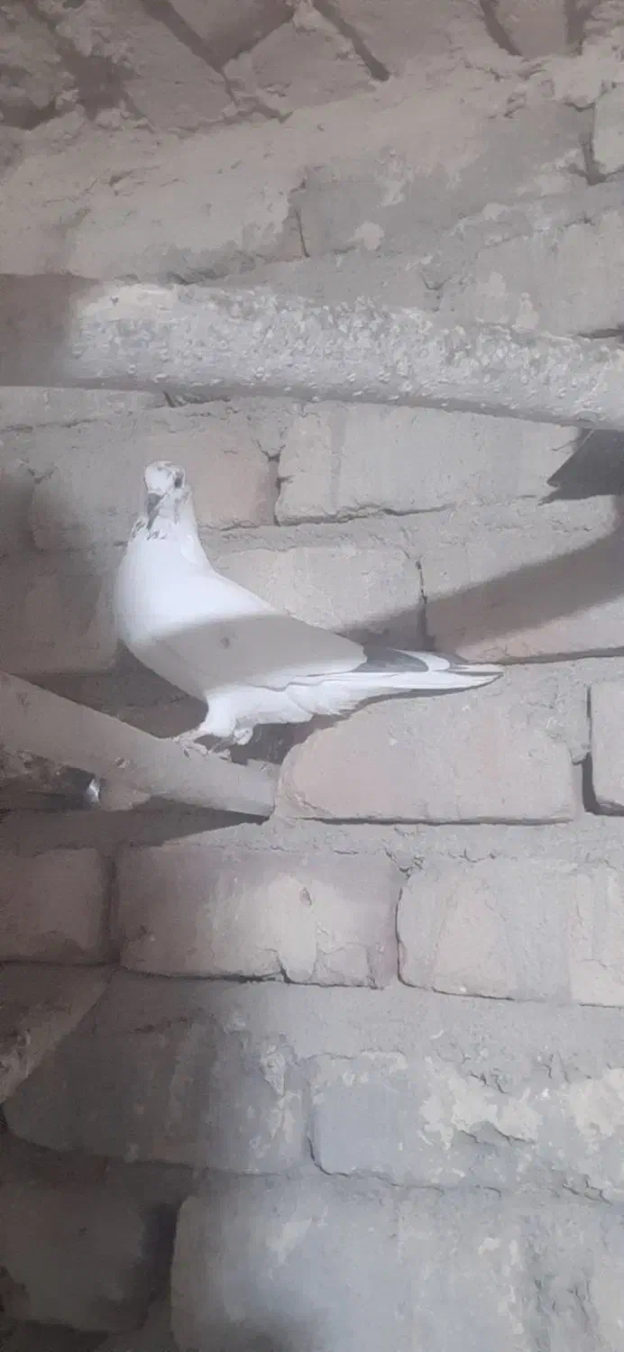 کبوتر ماده پرشی|پرنده|قم, آزادگان|دیوار