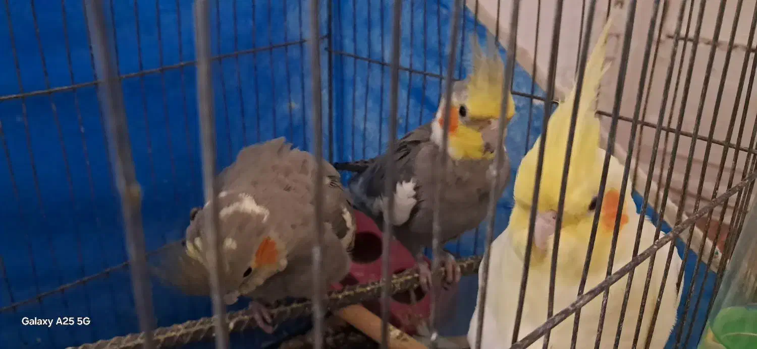 فروش عروس هلندی بعلت نداشتن جا با قیمت توافقی|پرنده|بندر ماهشهر, |دیوار