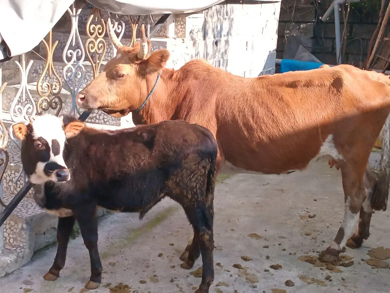 گاو باگوساله نر|حیوانات مزرعه|اطاقور, |دیوار