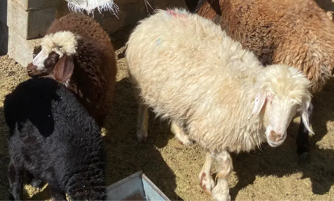 میش ابستن سنگین و بره دار|حیوانات مزرعه|شهرضا, |دیوار