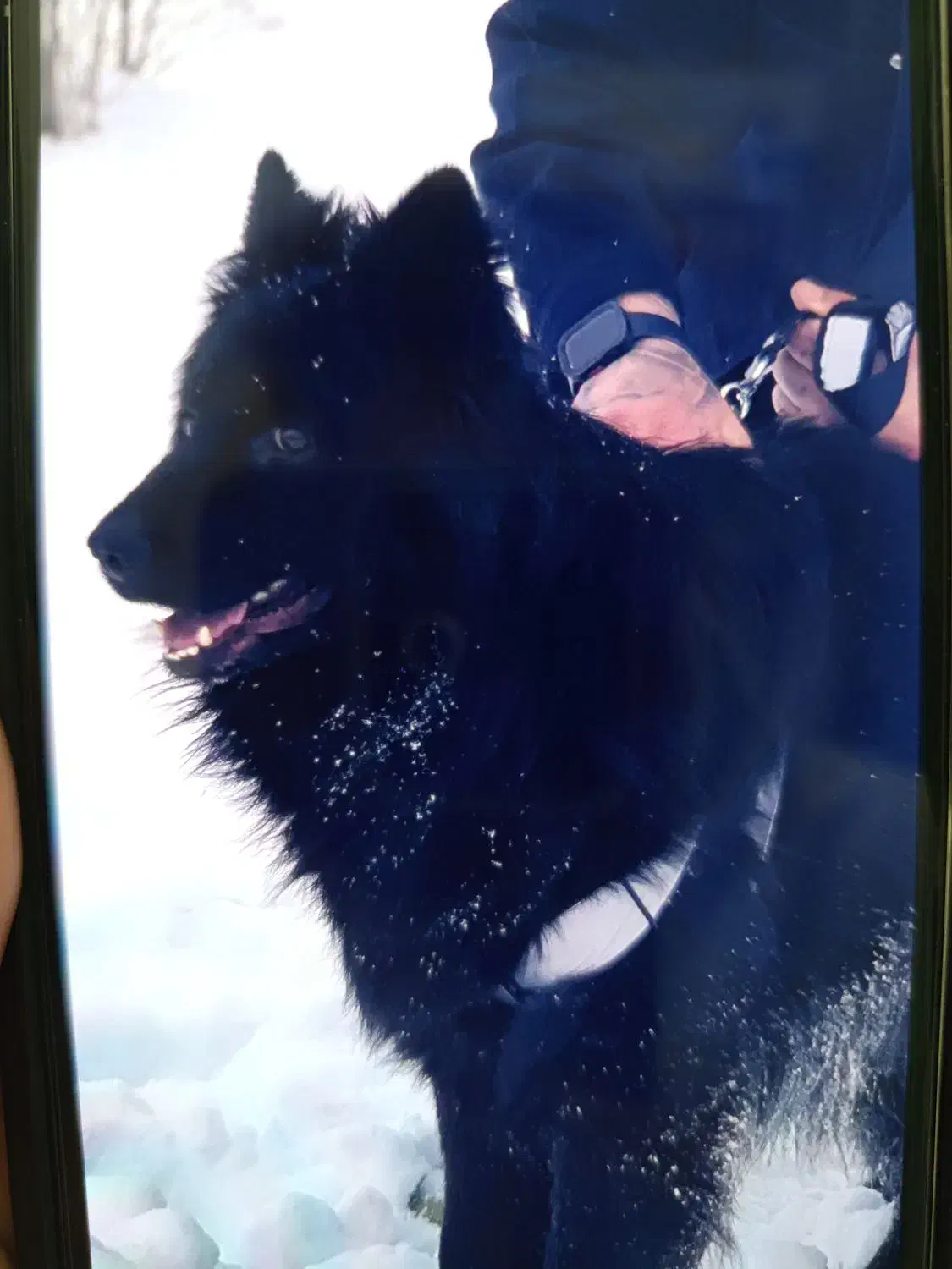 ژرمن|سگ|ماکو, |دیوار