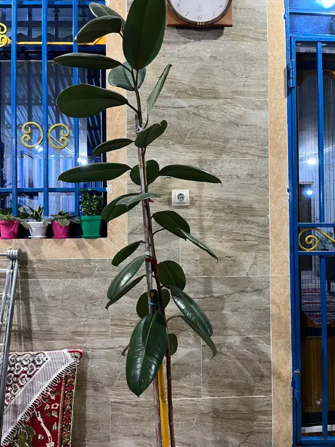 گل فیکوس|گل و گیاه طبیعی|رشت, حومه رشت|دیوار