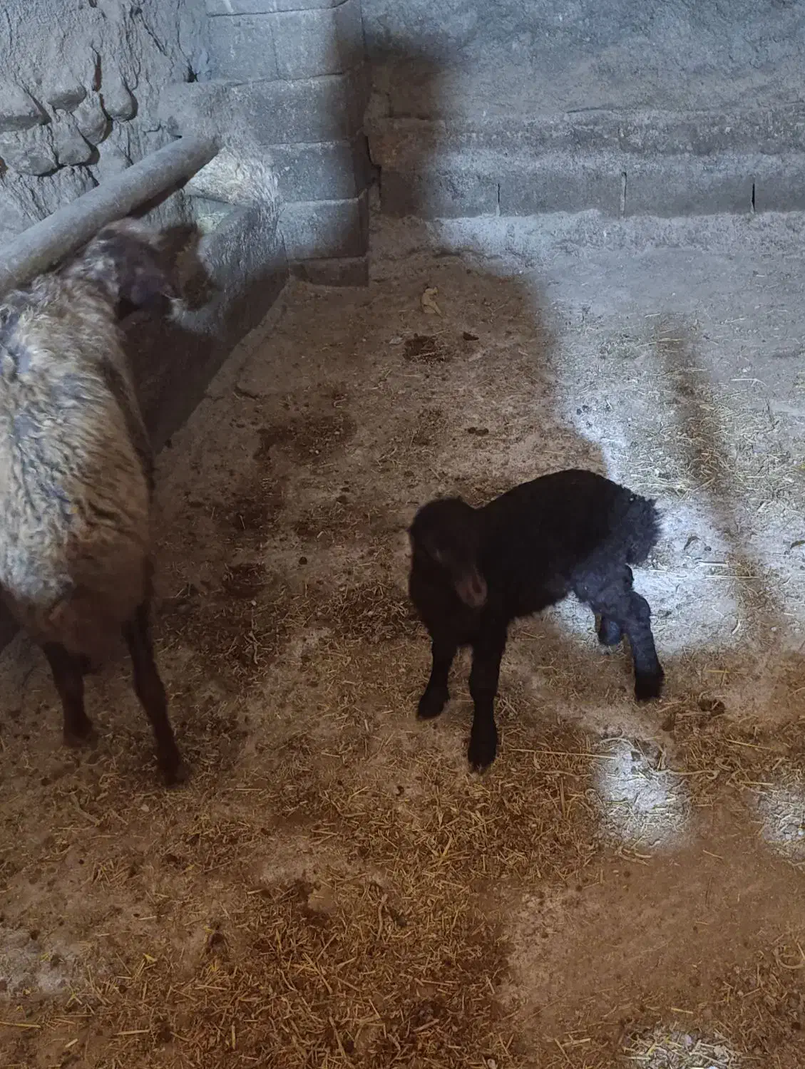 میش وبره|حیوانات مزرعه|صحنه, |دیوار