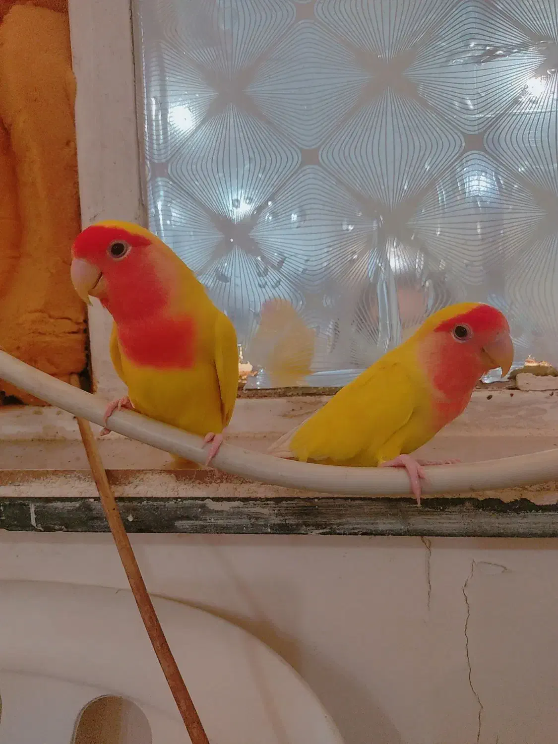 طوطی برزیلی|پرنده|اهواز, کوی صادقیه|دیوار