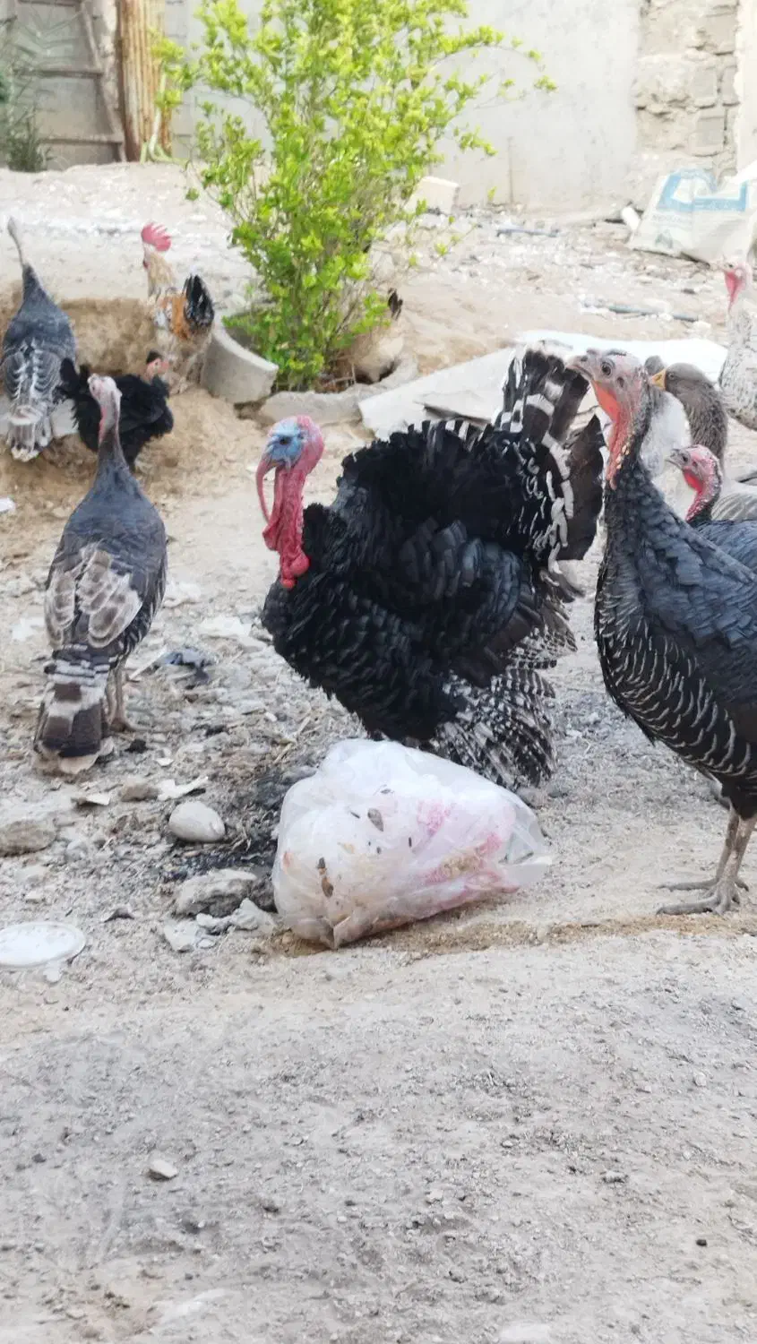 بوقلمون|حیوانات مزرعه|آبپخش, |دیوار