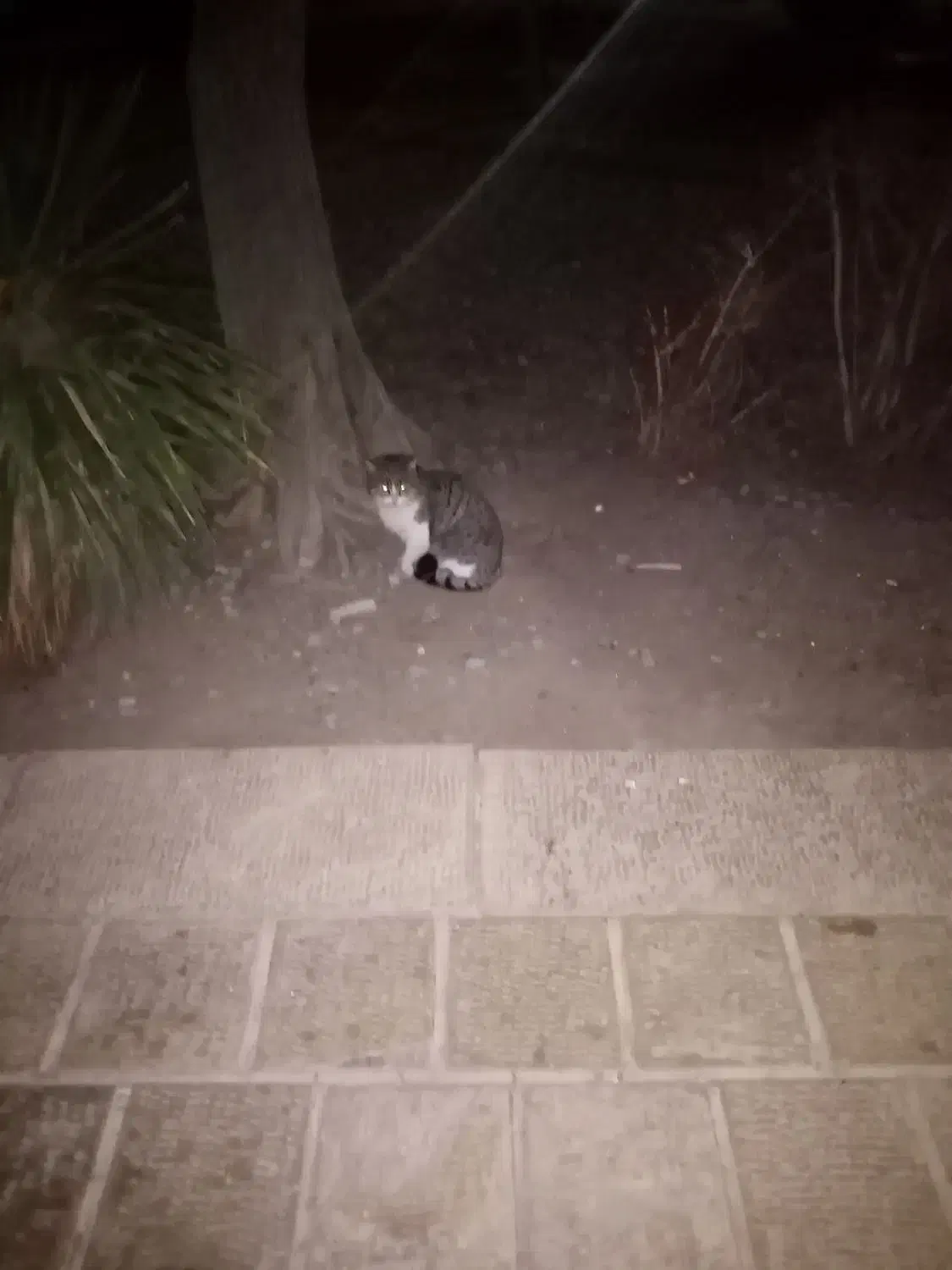 هدیه میلی|کارت هدیه و تخفیف|اصفهان, شاهد|دیوار