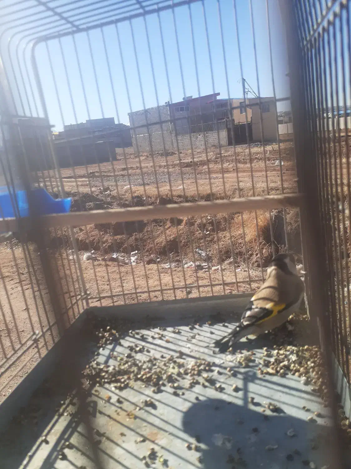 سهره نر|پرنده|باسمنج, |دیوار