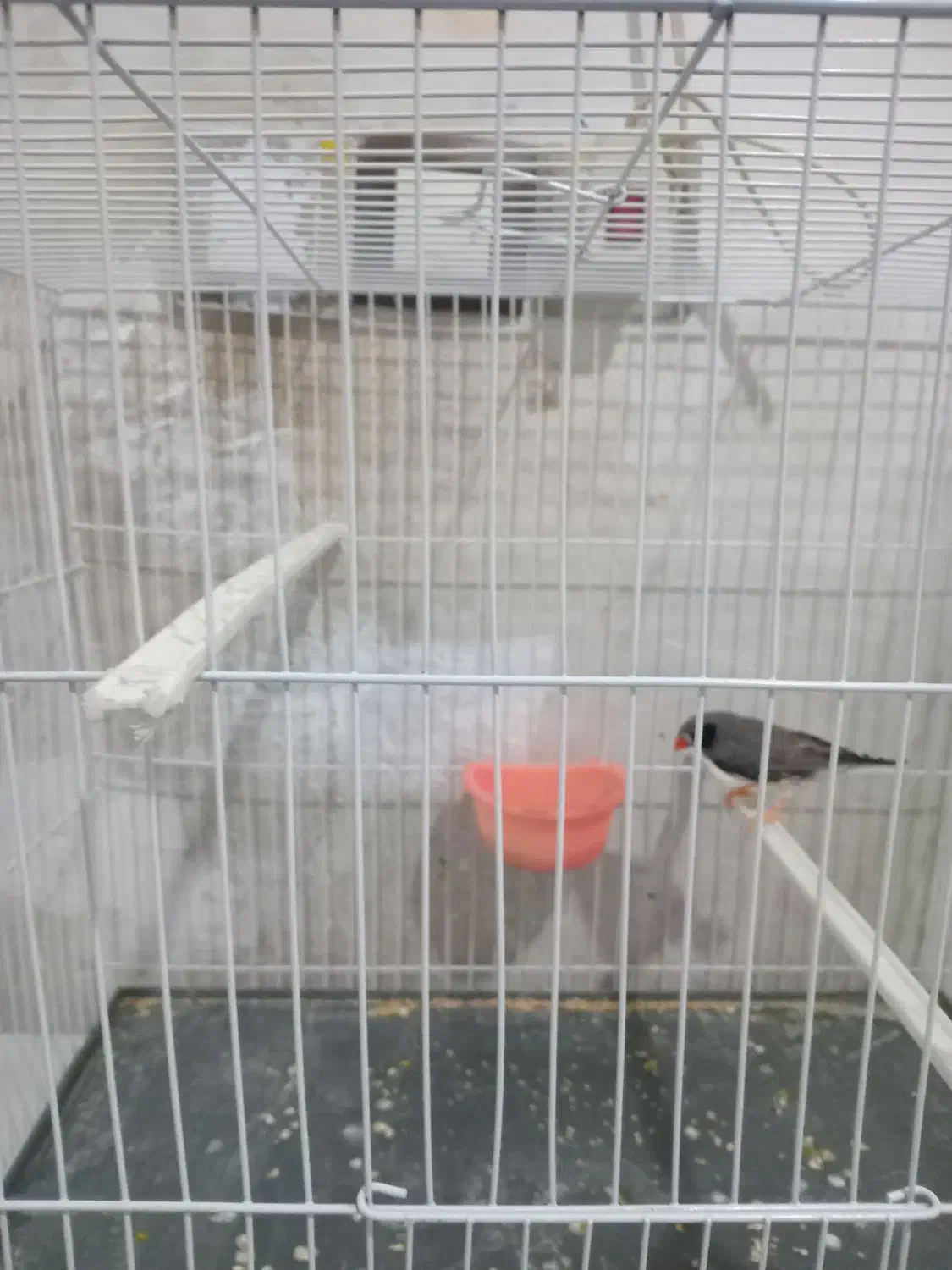 فنچ لپ سیاه نر|پرنده|مشهد, نیزه|دیوار