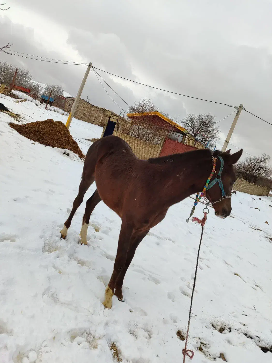 اسب|اسب و تجهیزات اسب‌سواری|ملایر, |دیوار