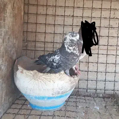 کبوتر|پرنده|اردکان, |دیوار