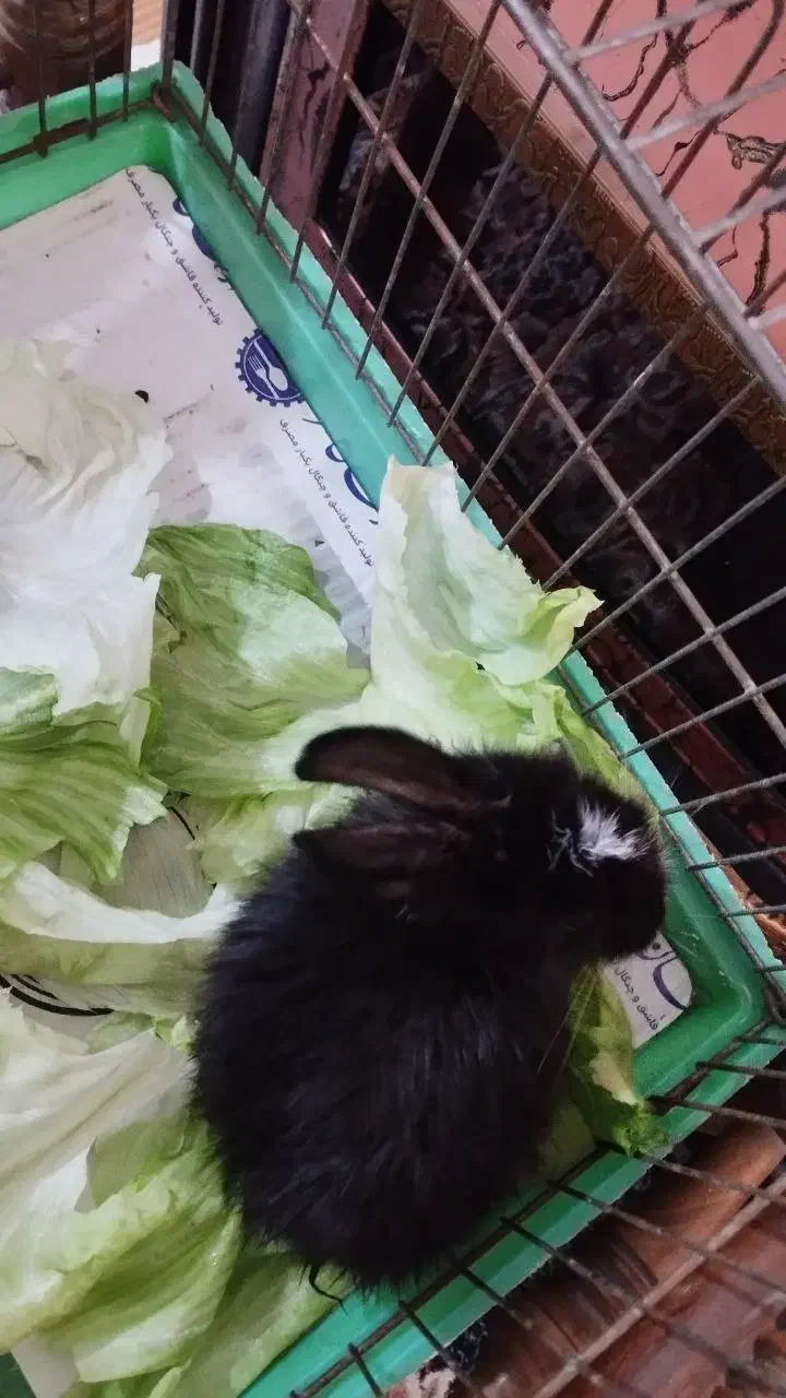 خرگوش فروشی|موش و خرگوش|نوشهر, |دیوار