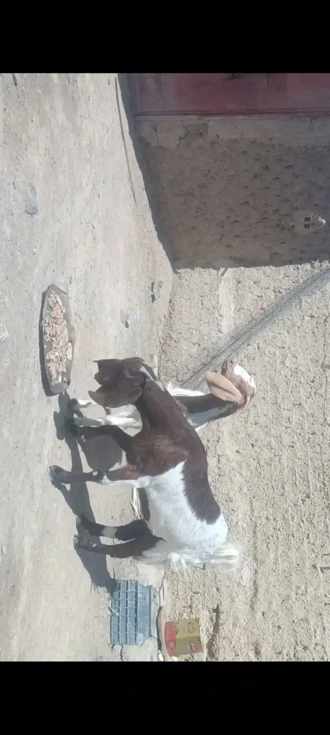 فروش دو عدد گوسفند مال داری|حیوانات مزرعه|ایرانشهر, |دیوار