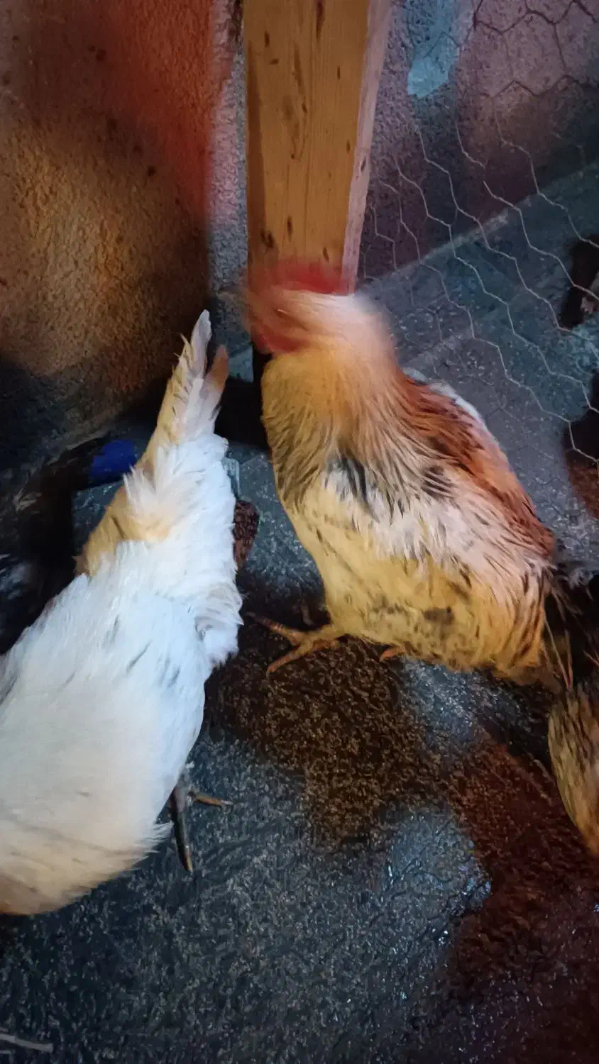 خروس رسمی|حیوانات مزرعه|نظرآباد, نظرآباد|دیوار