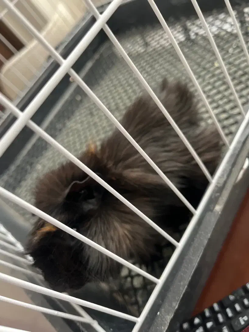 خوکچه هندی|موش و خرگوش|اصفهان, ارغوانیه|دیوار