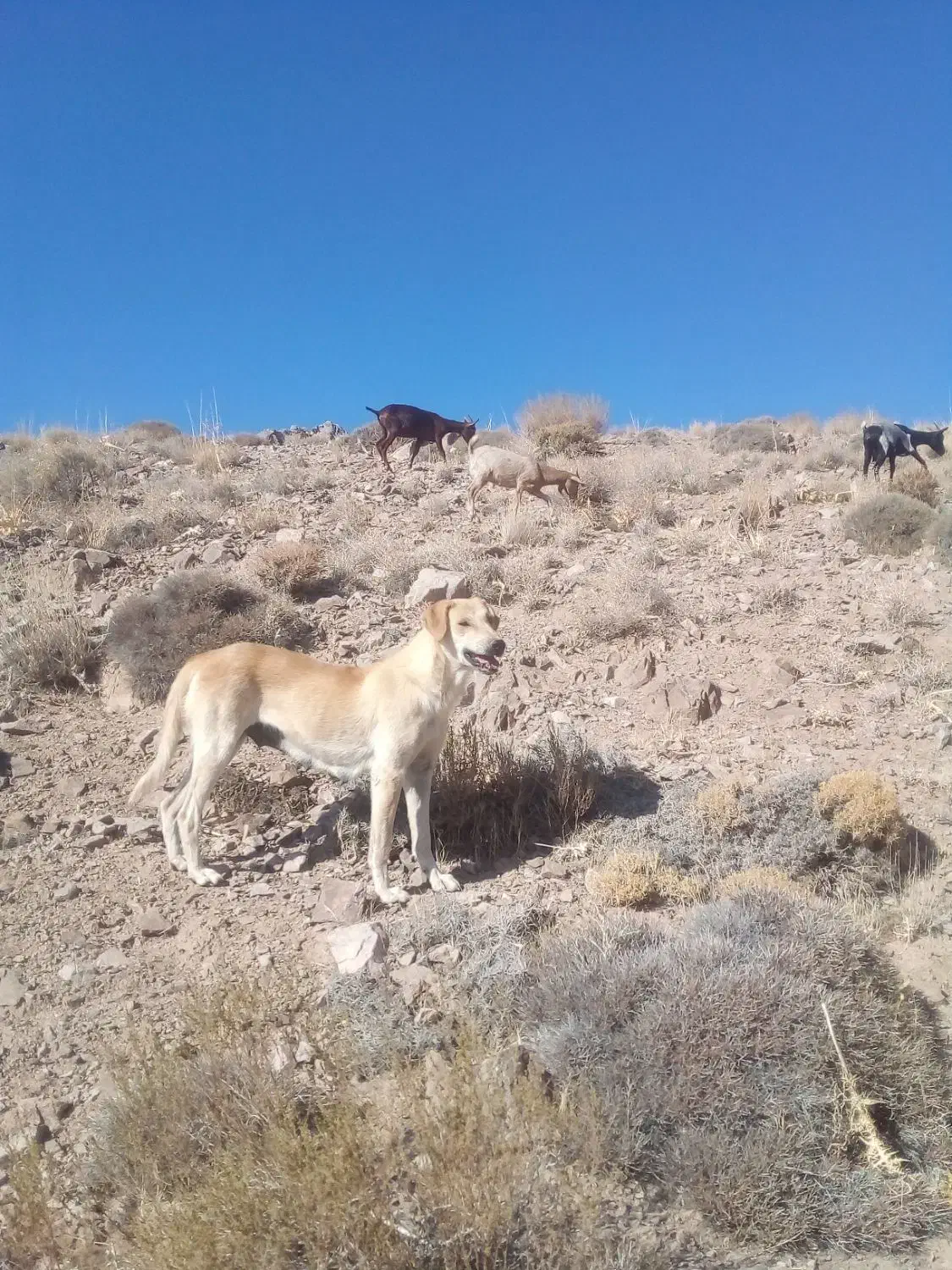 سگ ...|سگ|تفت, |دیوار