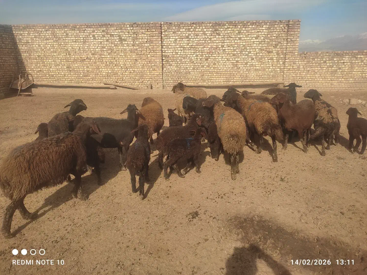 میش داشتی|حیوانات مزرعه|فیروزه, |دیوار