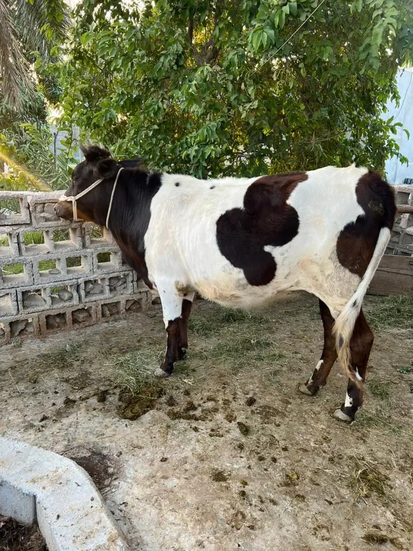 گاونژادار|حیوانات مزرعه|میناب, |دیوار