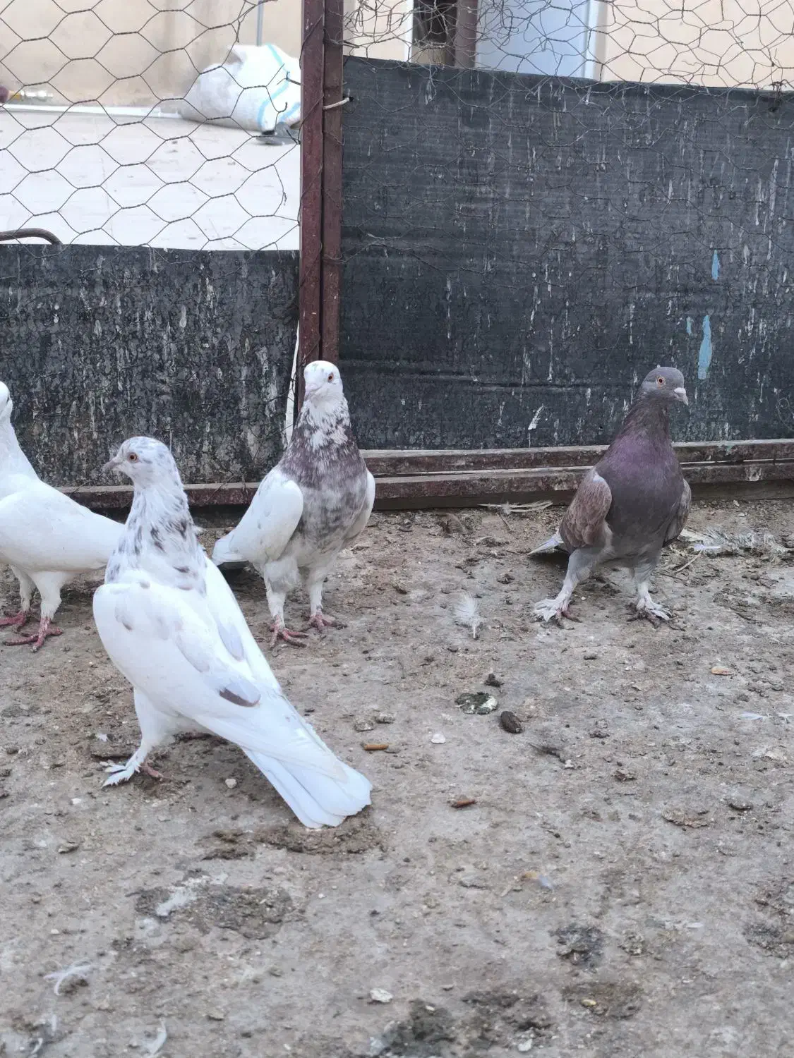 کبوتر|پرنده|اردکان, |دیوار