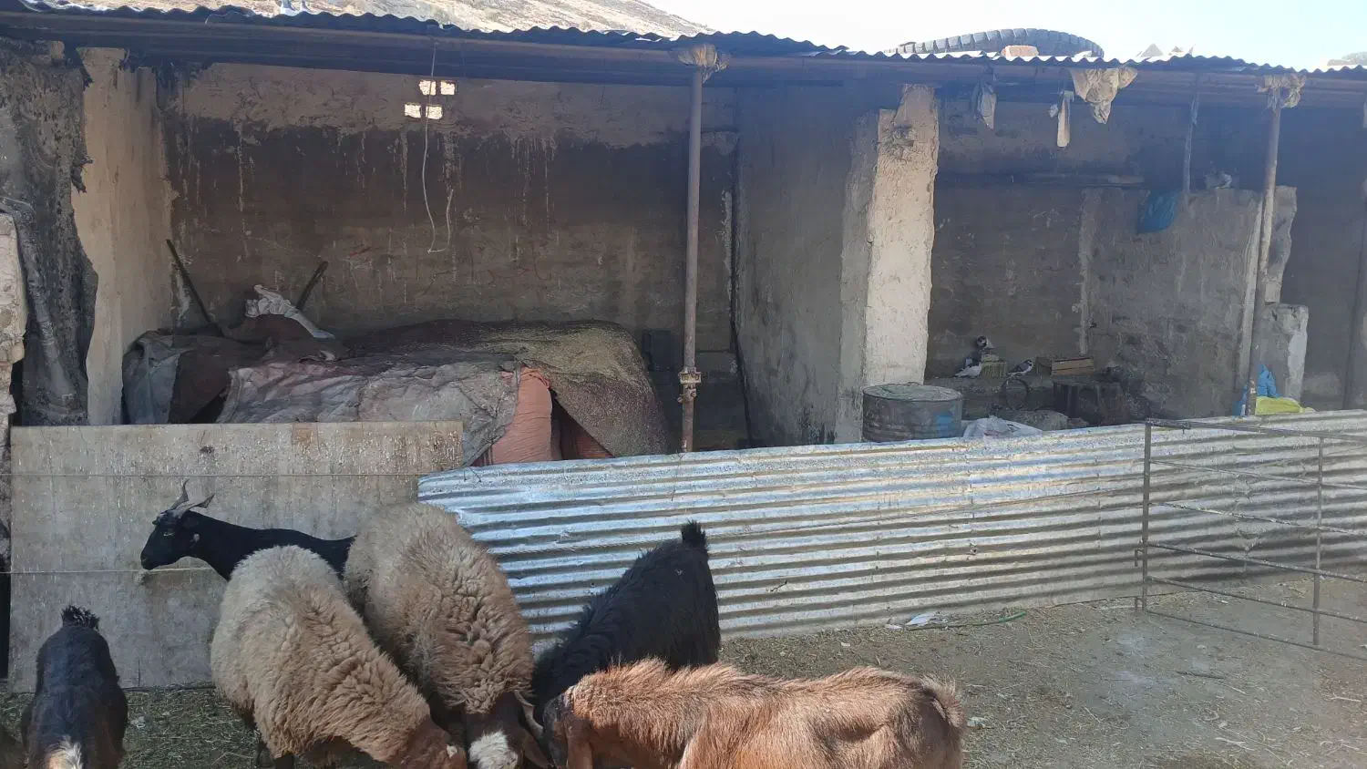 فروش گلدونی ودامداری بزرگ موقعیت عالی|فروش خانه و ویلا|شیراز, داریون|دیوار