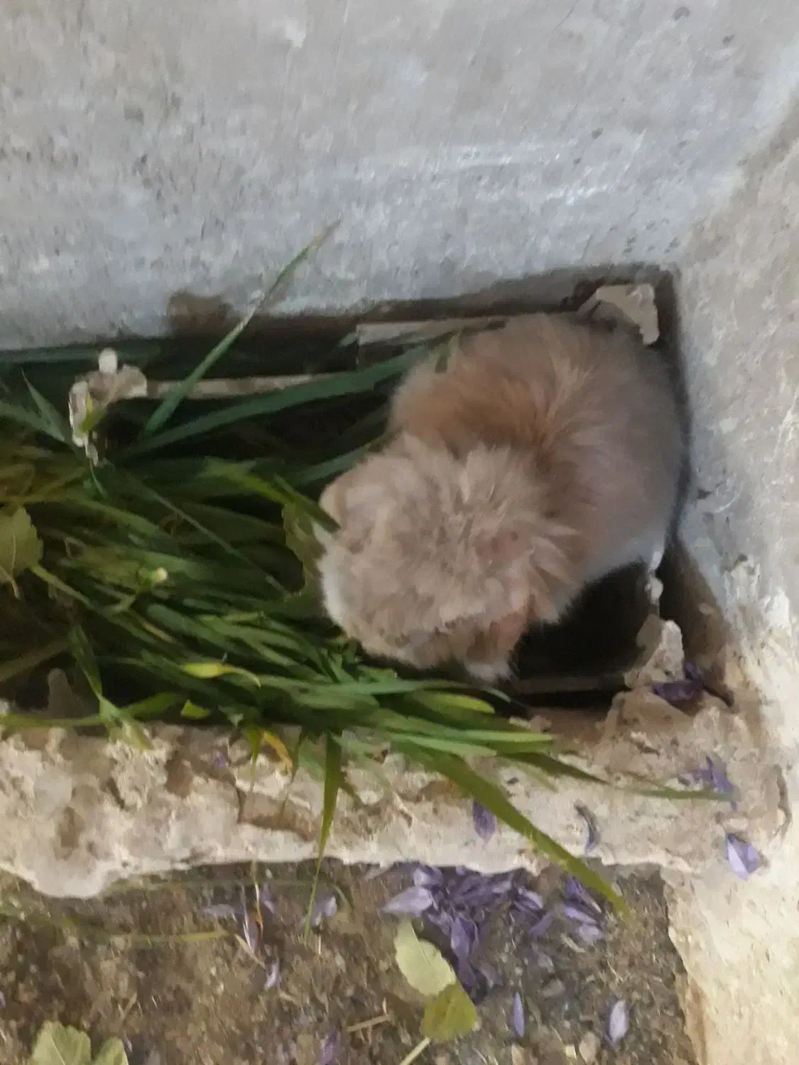 خرگوش لپی و معمولی برای فروش|موش و خرگوش|سلامی, |دیوار