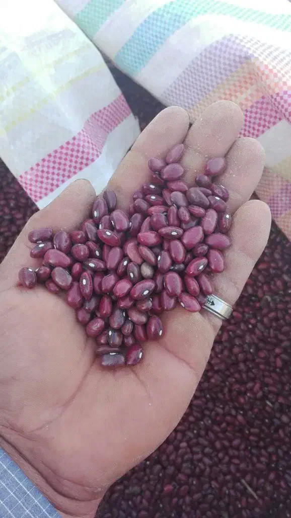 لوبیا قرمز|خوردنی و آشامیدنی|خرم بید, |دیوار